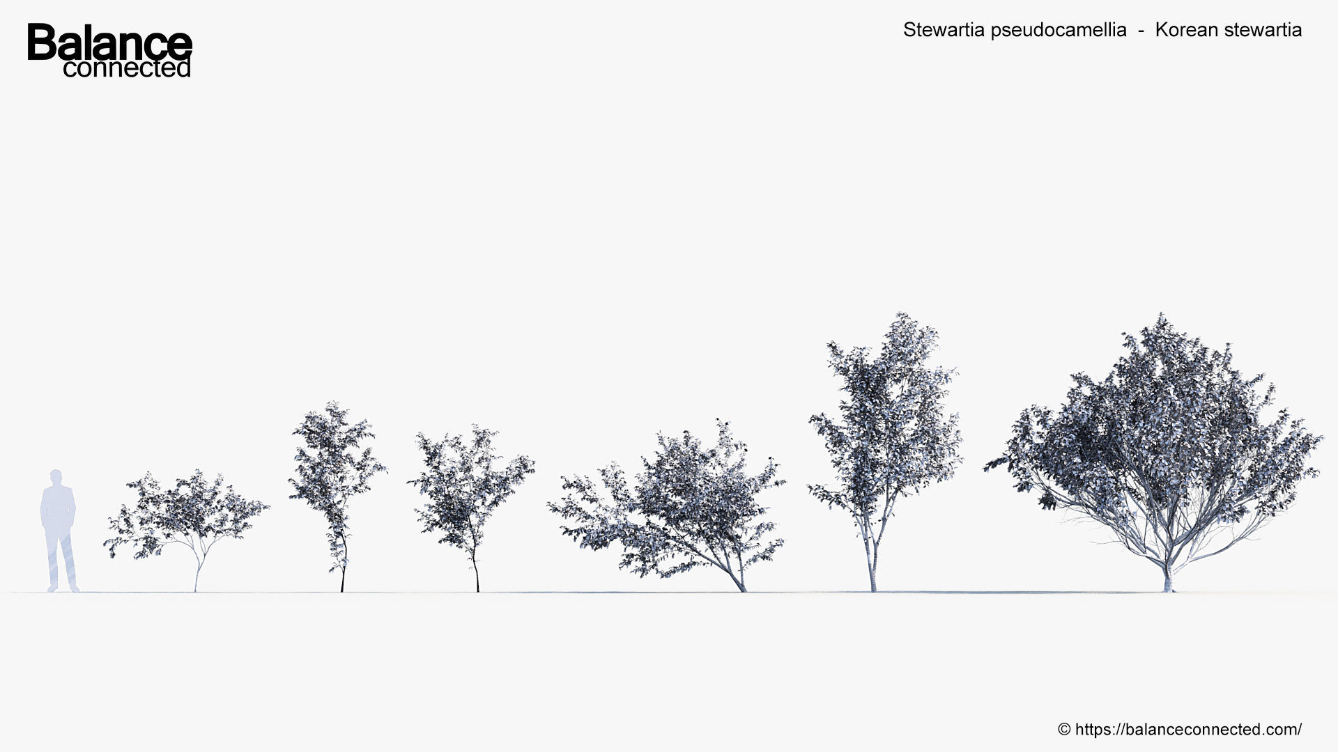 Stewartia pseudocamellia Korean stewartia 3D model_5