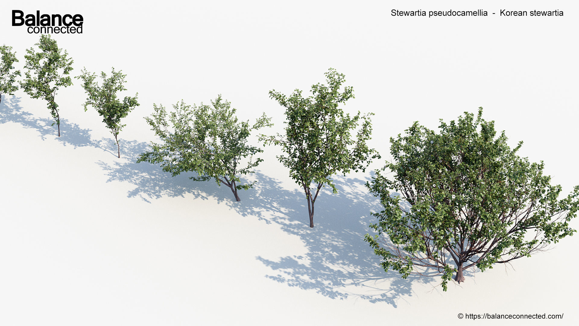 Stewartia pseudocamellia Korean stewartia 3D model_4