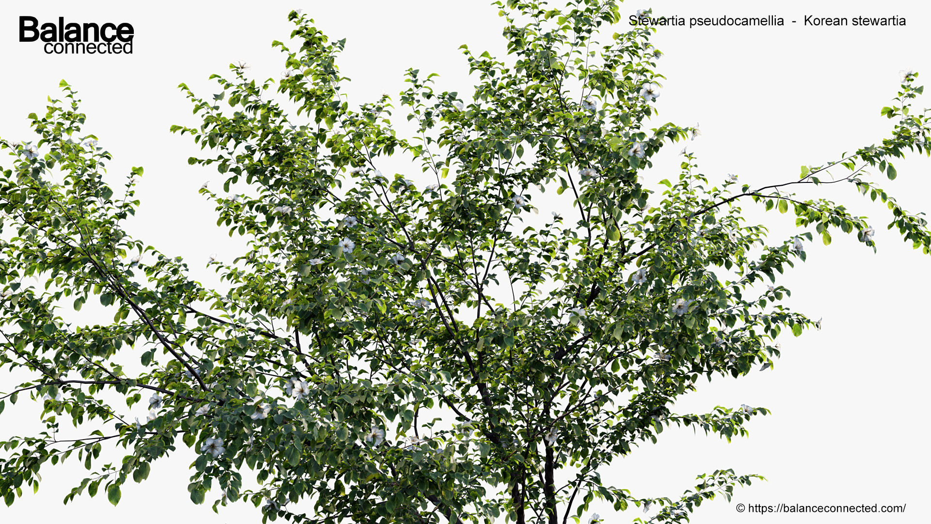 Stewartia pseudocamellia Korean stewartia 3D model_3