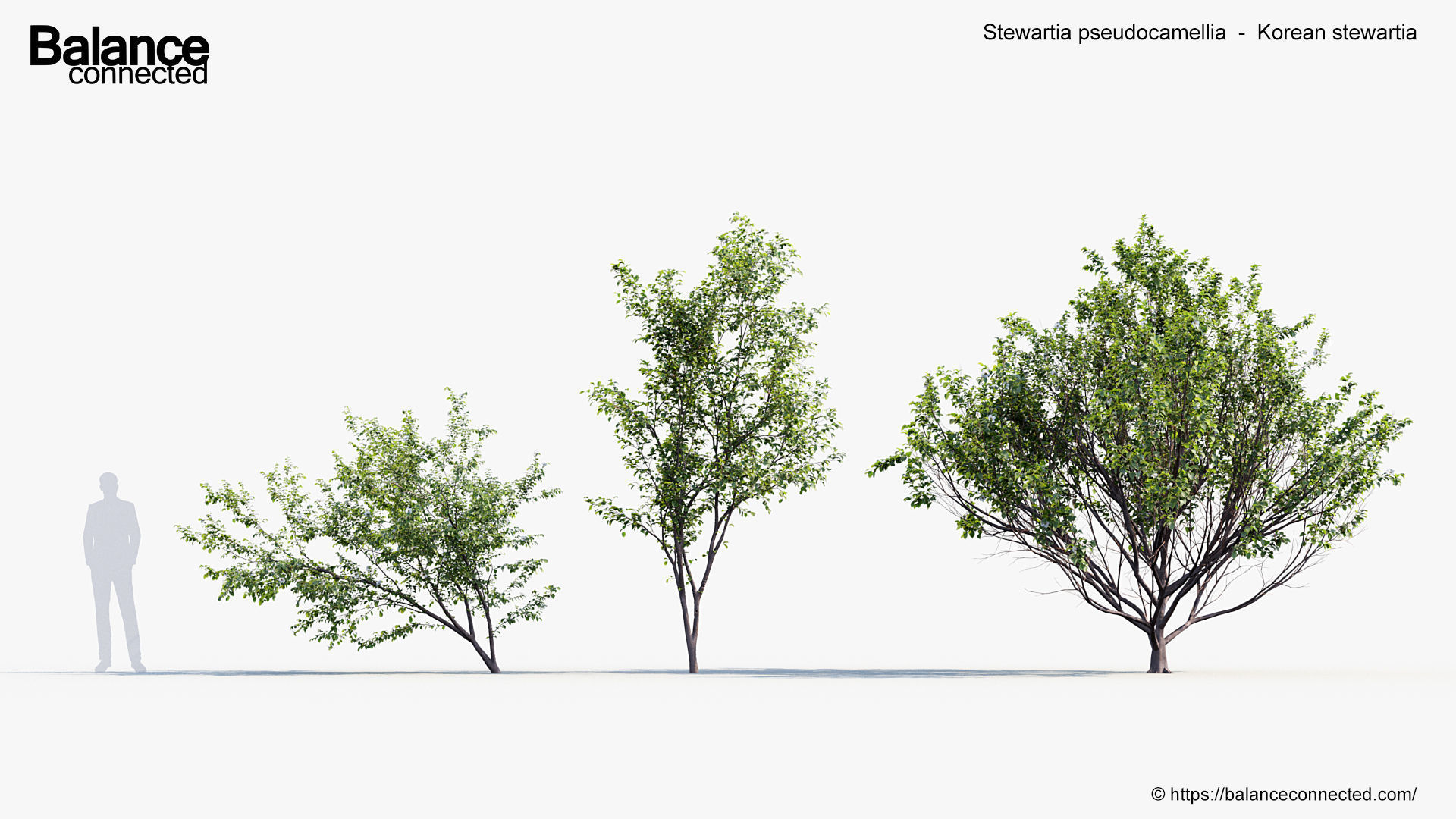 Stewartia pseudocamellia Korean stewartia 3D model_2