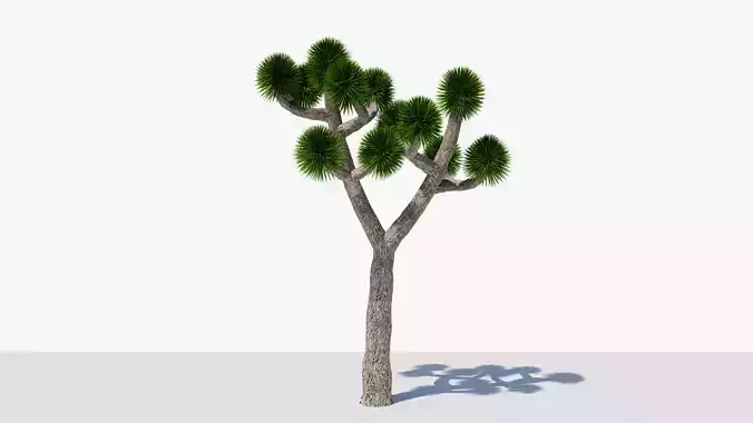 Joshua Tree or Yucca Palm v9 Low-poly 3D model