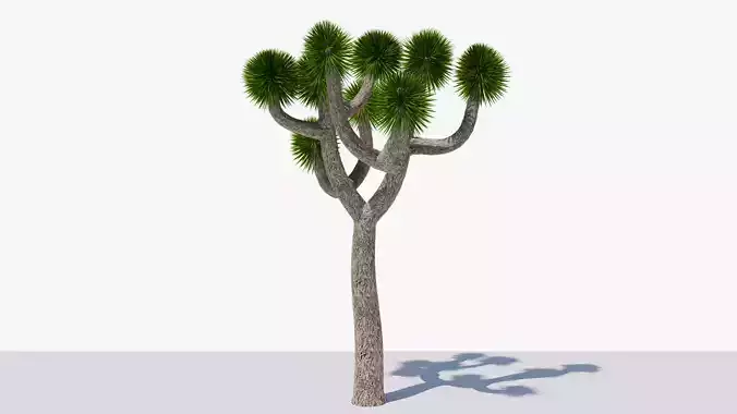 Joshua Tree or Yucca Palm v10 Low-poly 3D model