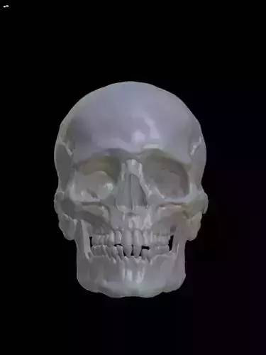 Skull 3D model