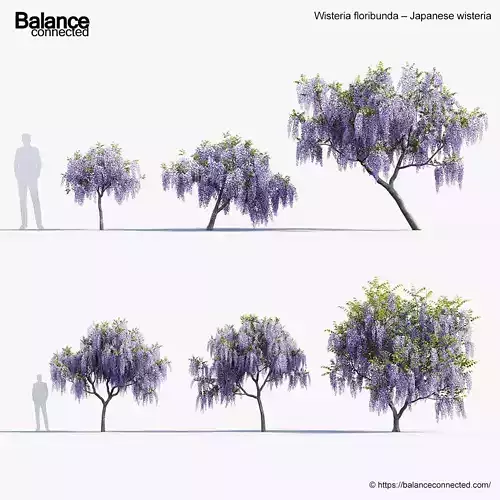 Wisteria floribunda Japanese wisteria 3D model