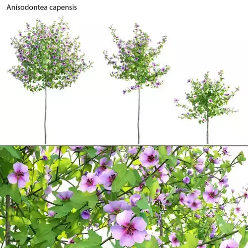 Anisodontea capensis - African Mallow 01 3D model