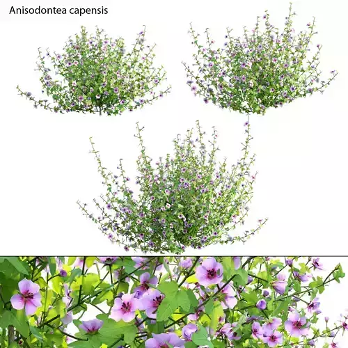 Anisodontea capensis - African Mallow 02 3D model