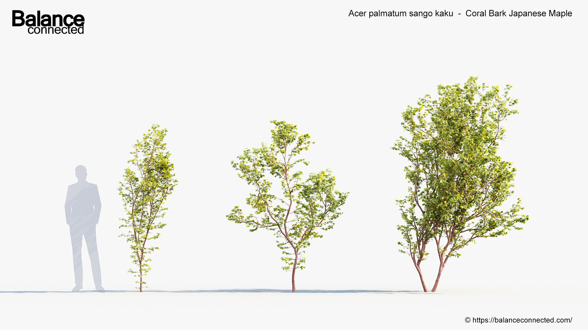 Acer palmatum sango kaku Coral bark japanese maple 3D model_2