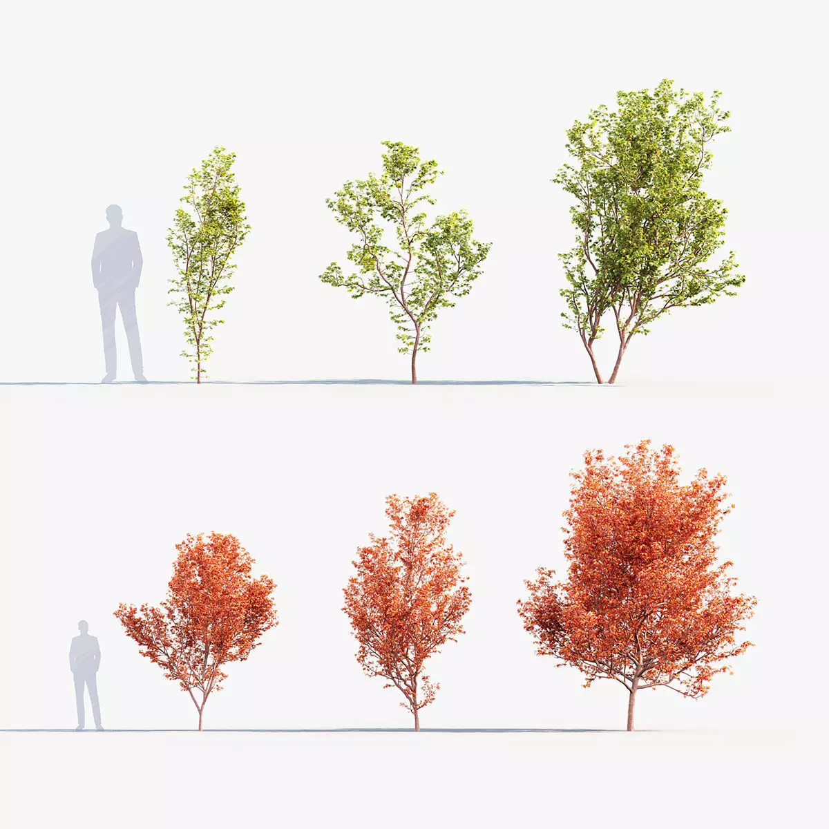 Acer palmatum sango kaku Coral bark japanese maple 3D model_0