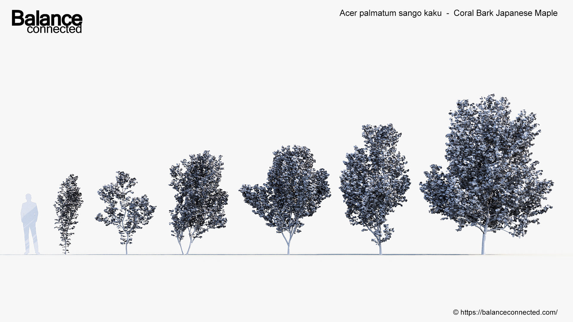 Acer palmatum sango kaku Coral bark japanese maple 3D model_6