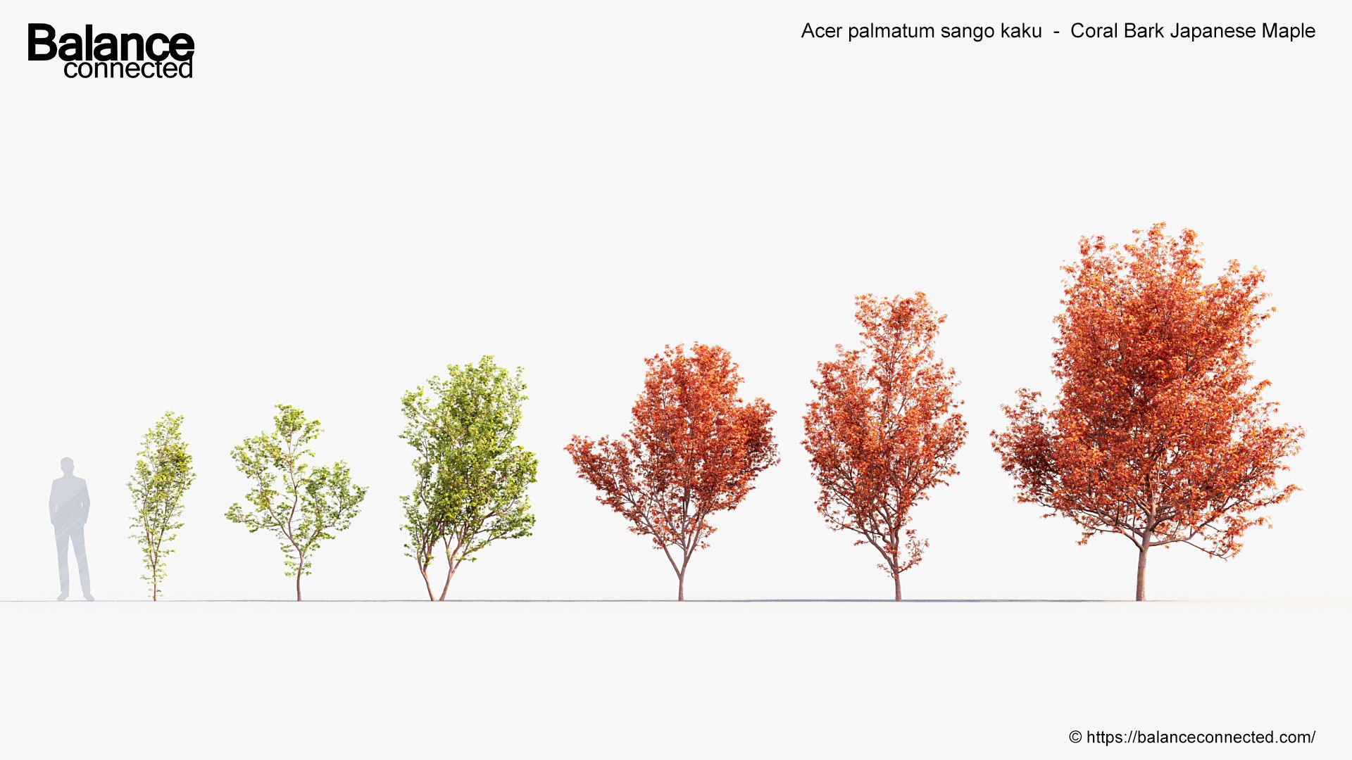 Acer palmatum sango kaku Coral bark japanese maple 3D model_1