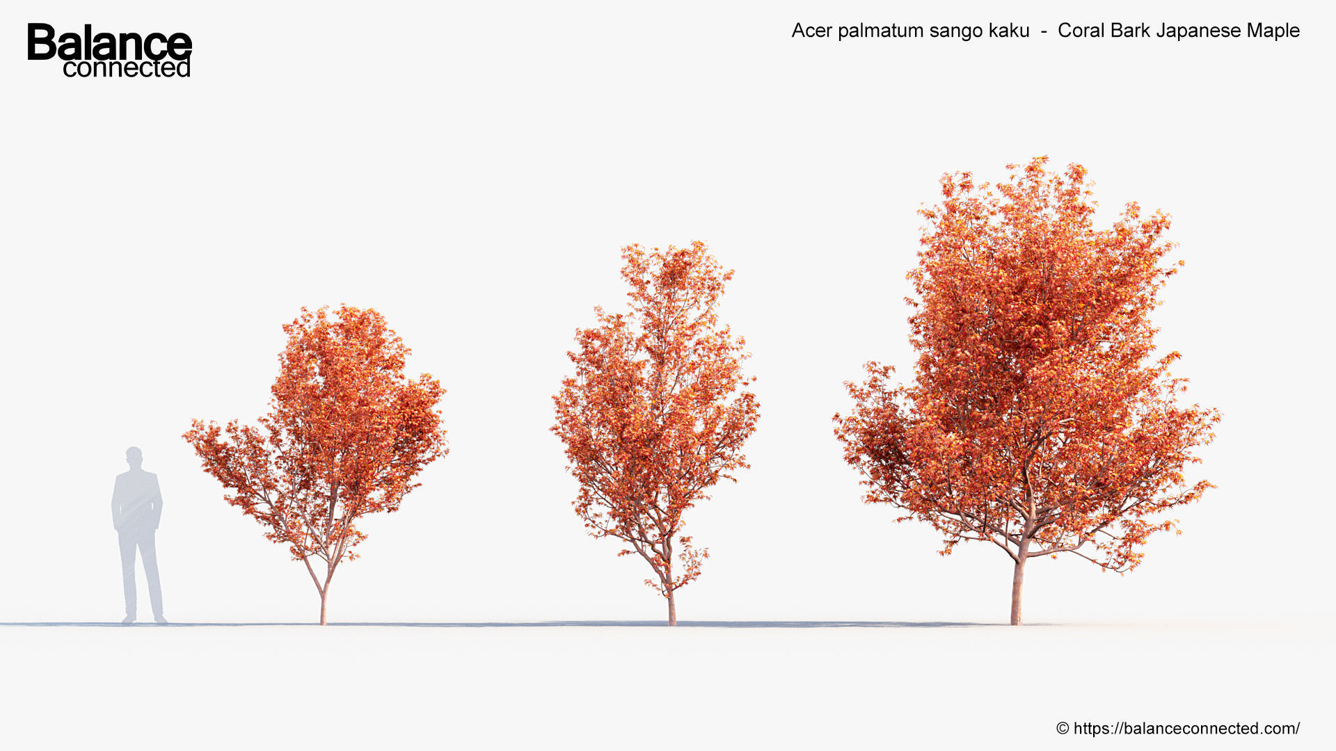 Acer palmatum sango kaku Coral bark japanese maple 3D model_3