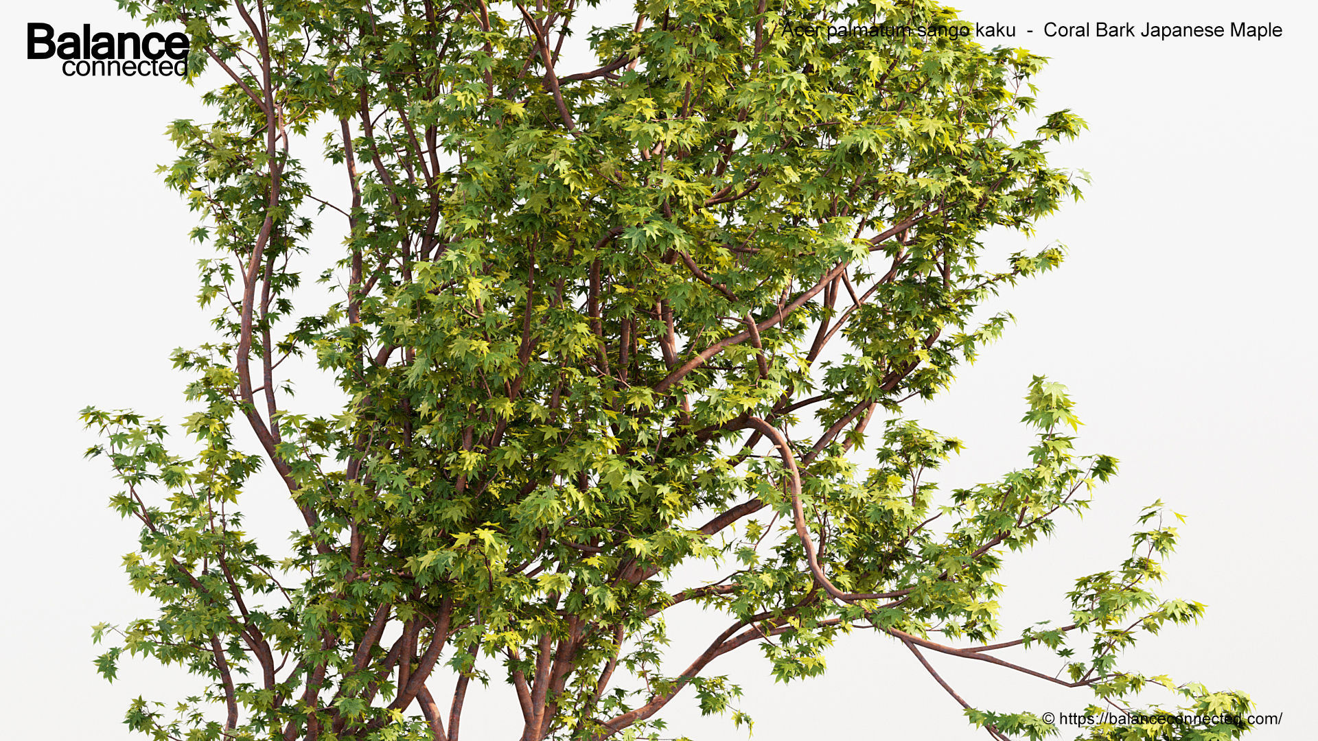 Acer palmatum sango kaku Coral bark japanese maple 3D model_4