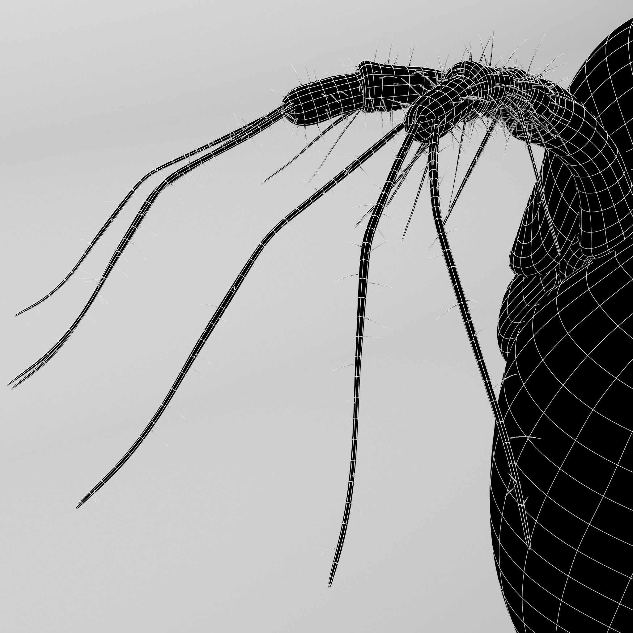 Daphnia insect 3D model_11