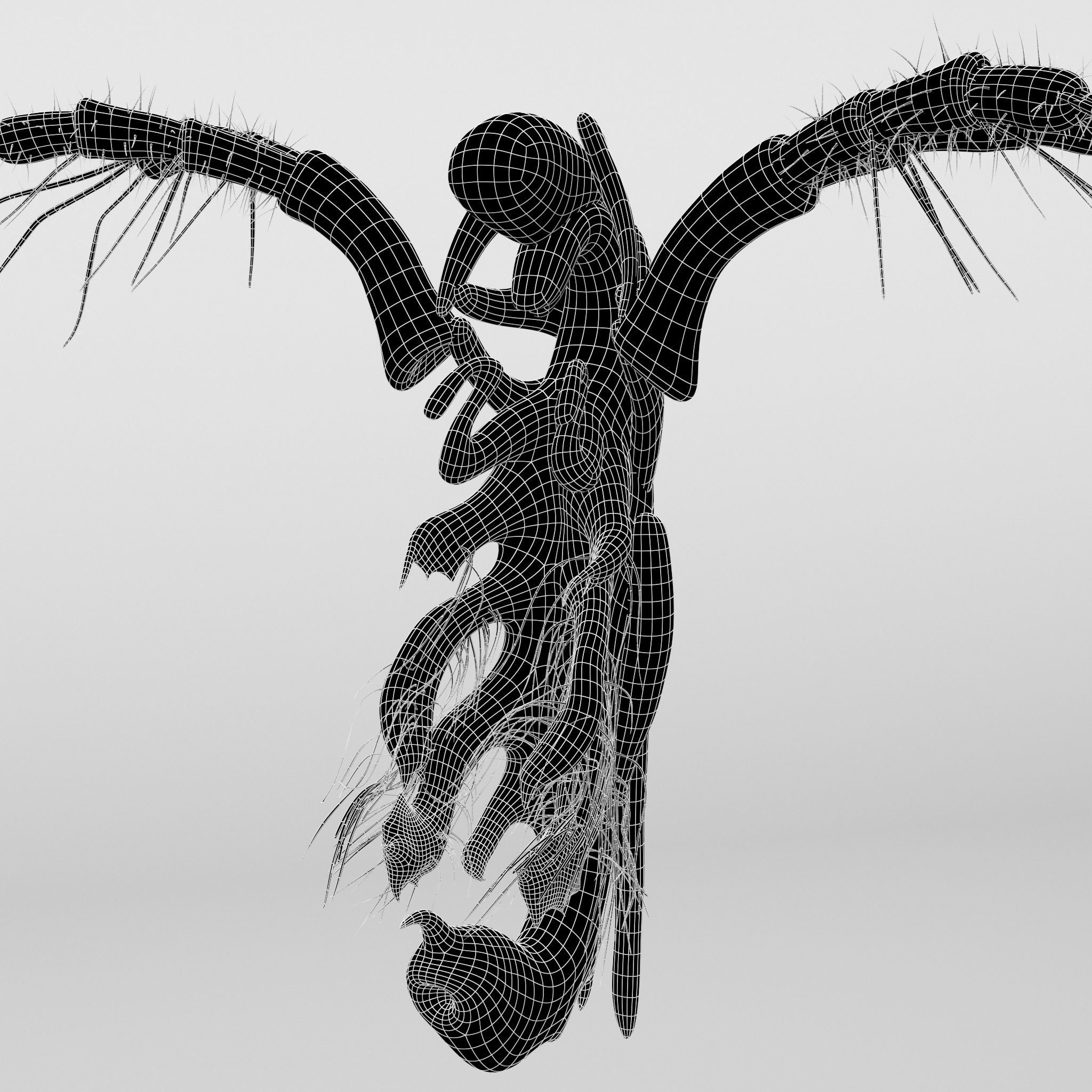 Daphnia insect 3D model_10