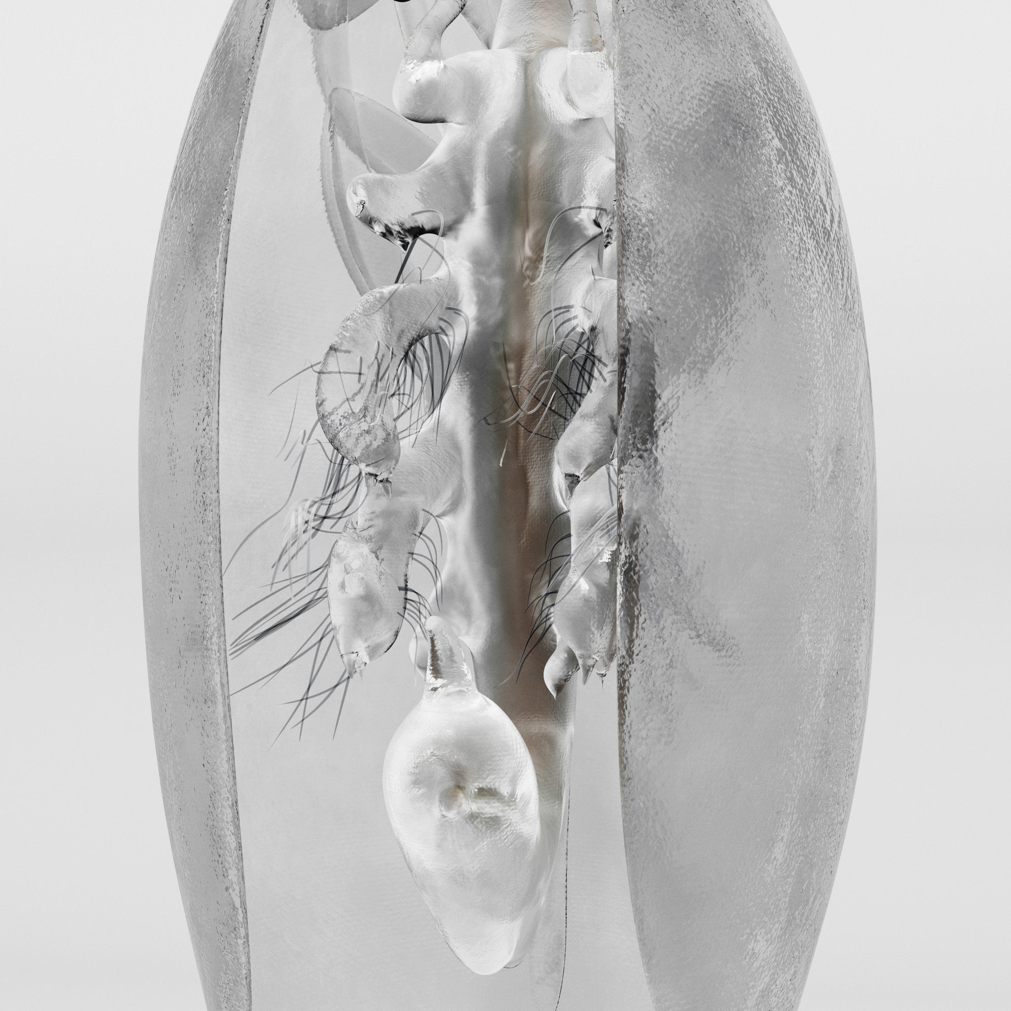 Daphnia insect 3D model_3