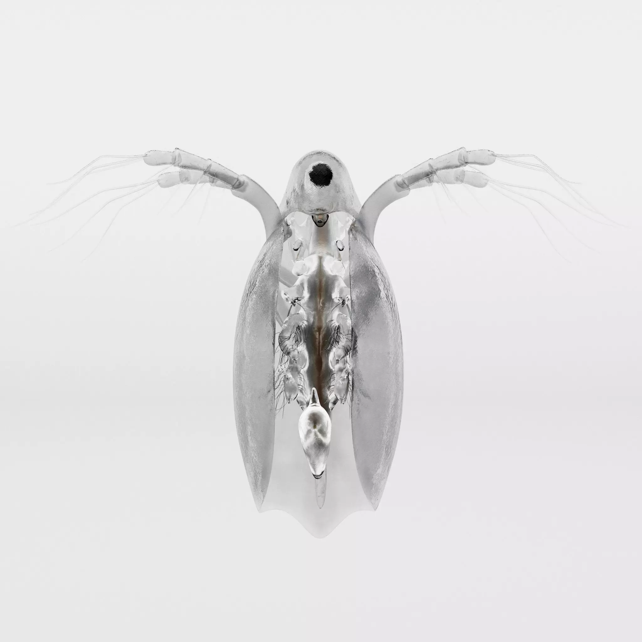 Daphnia insect 3D model_0