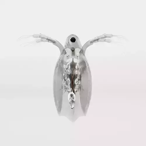 Daphnia insect