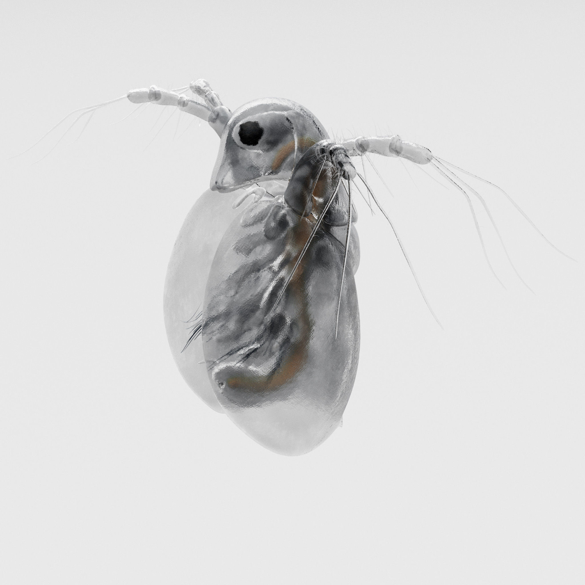 Daphnia insect 3D model_1