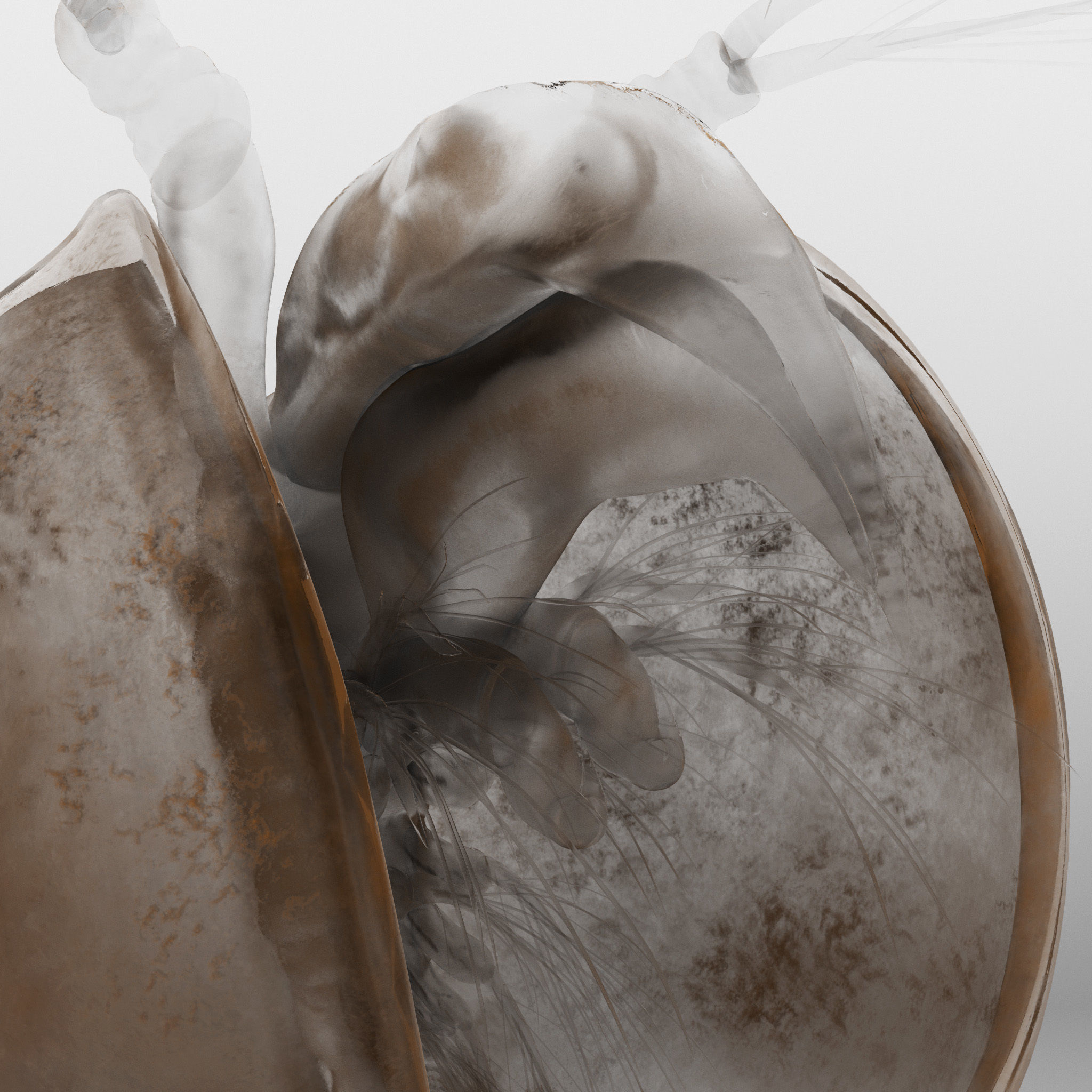 Lynceus Rigged 3D model_6