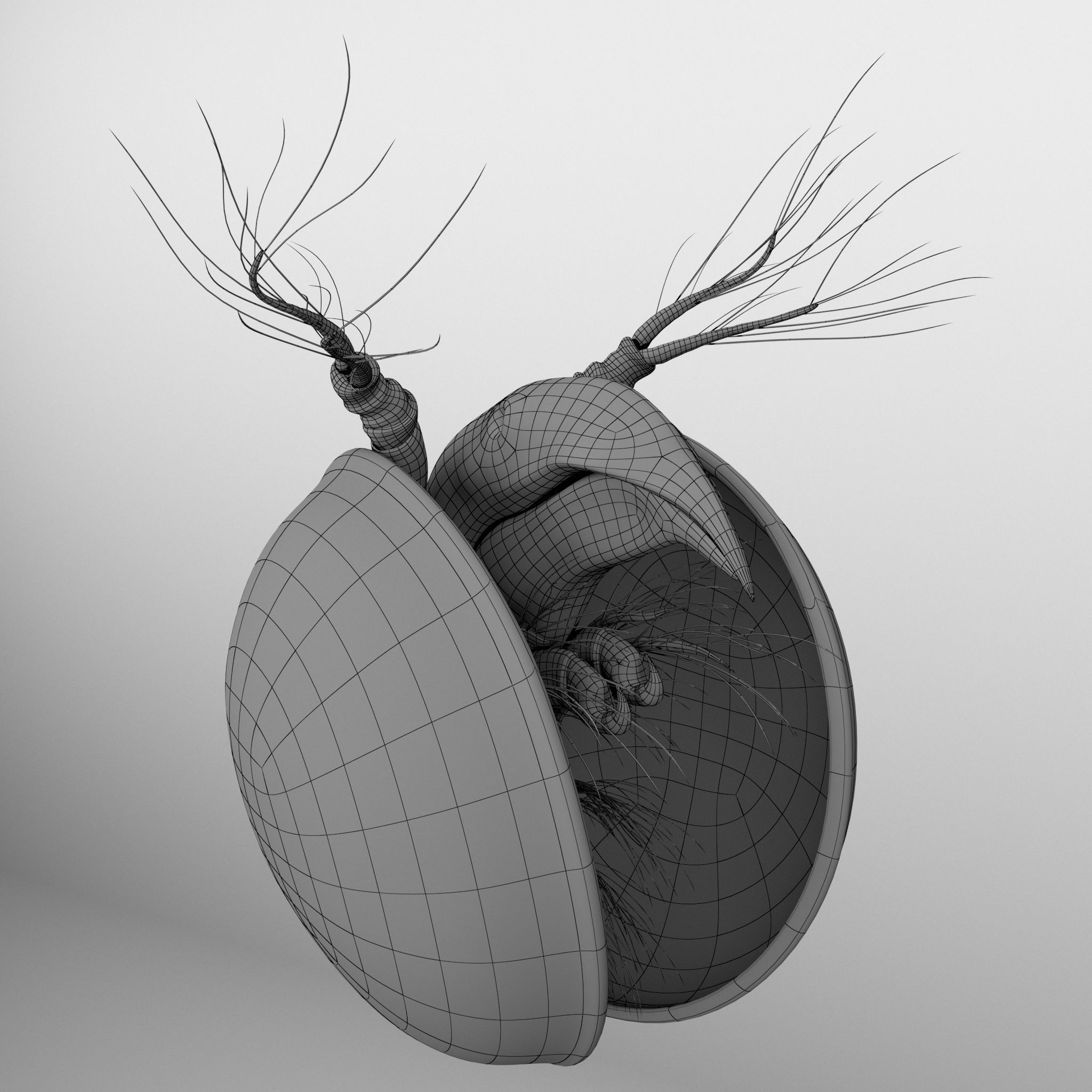 Lynceus Rigged 3D model_9