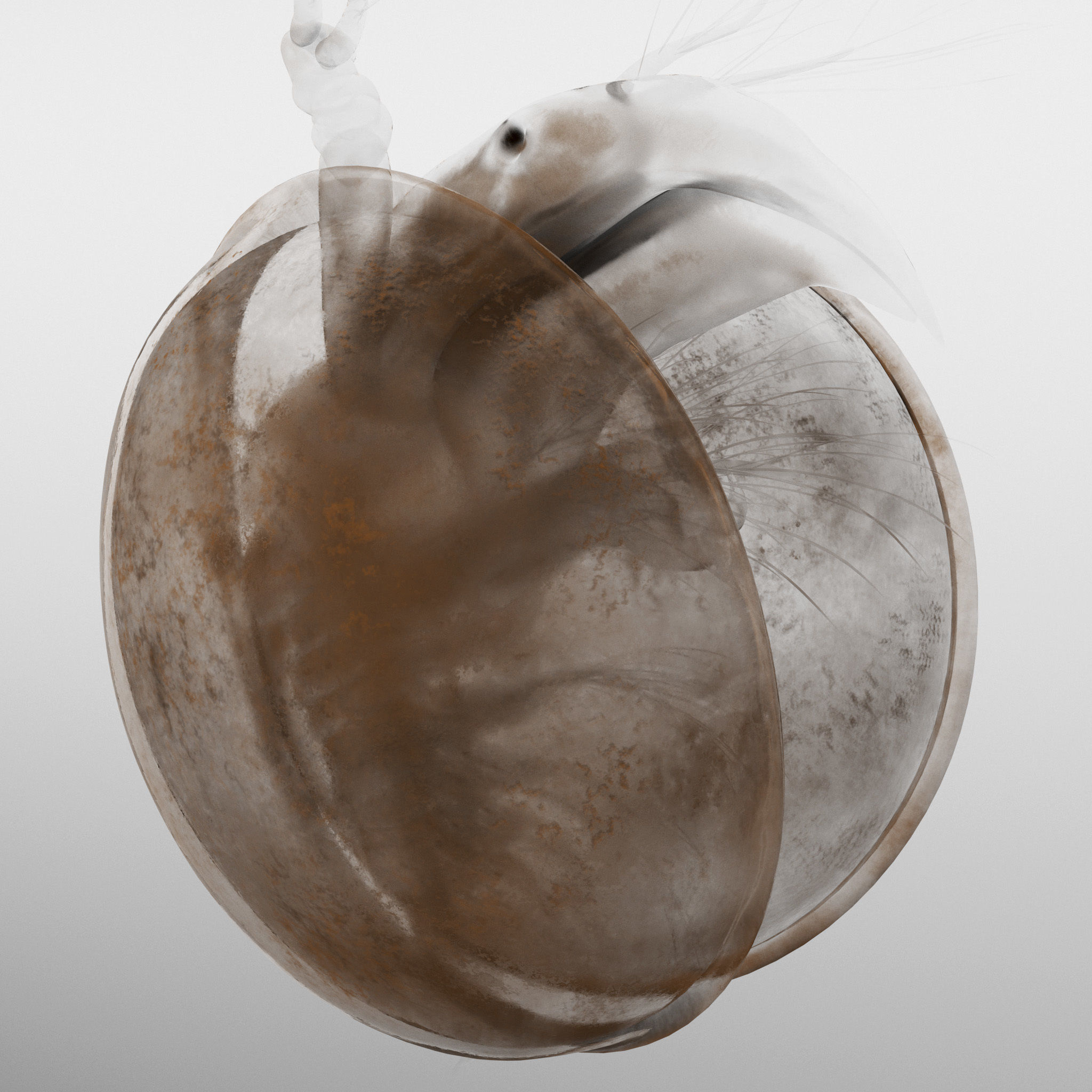 Lynceus Rigged 3D model_7