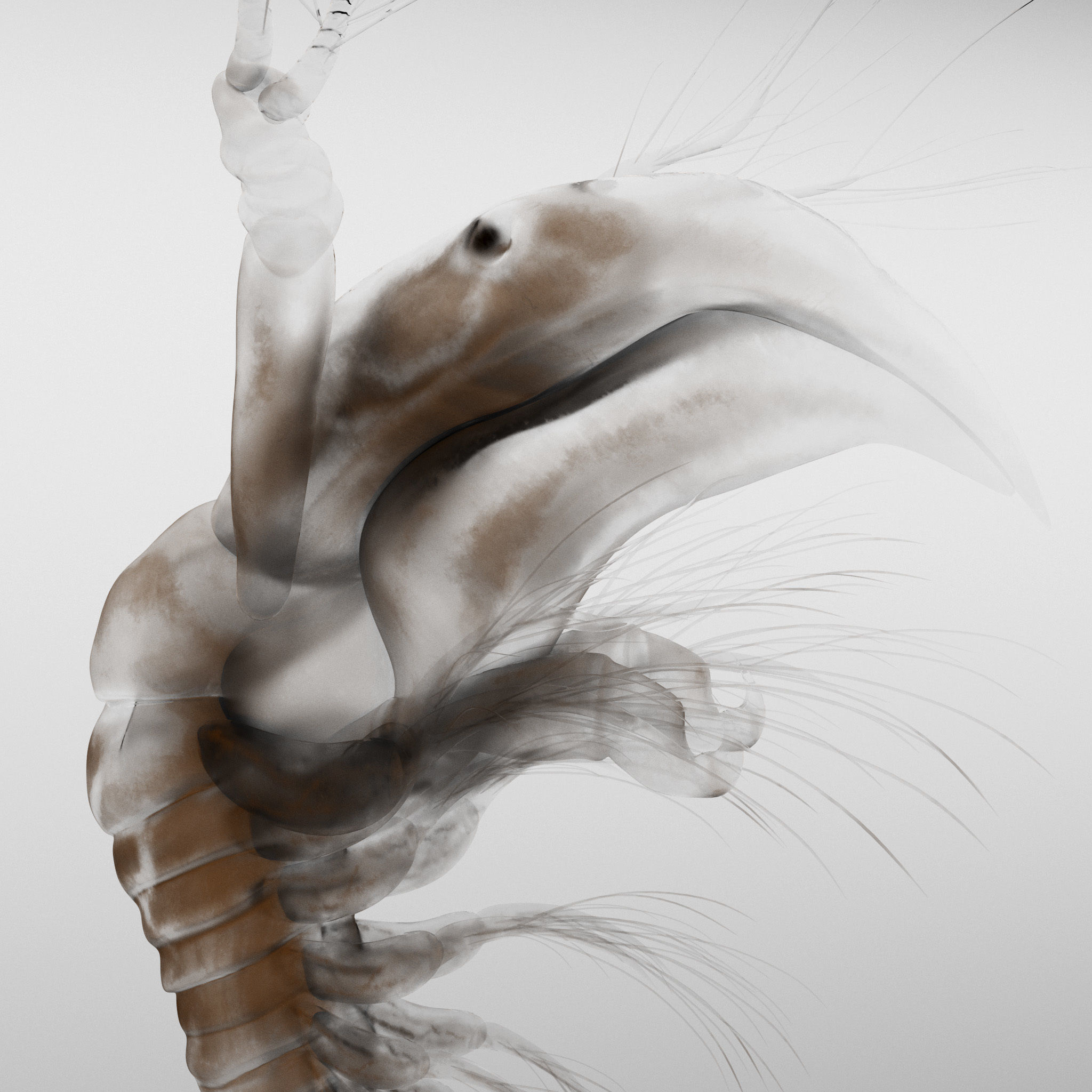 Lynceus Rigged 3D model_5