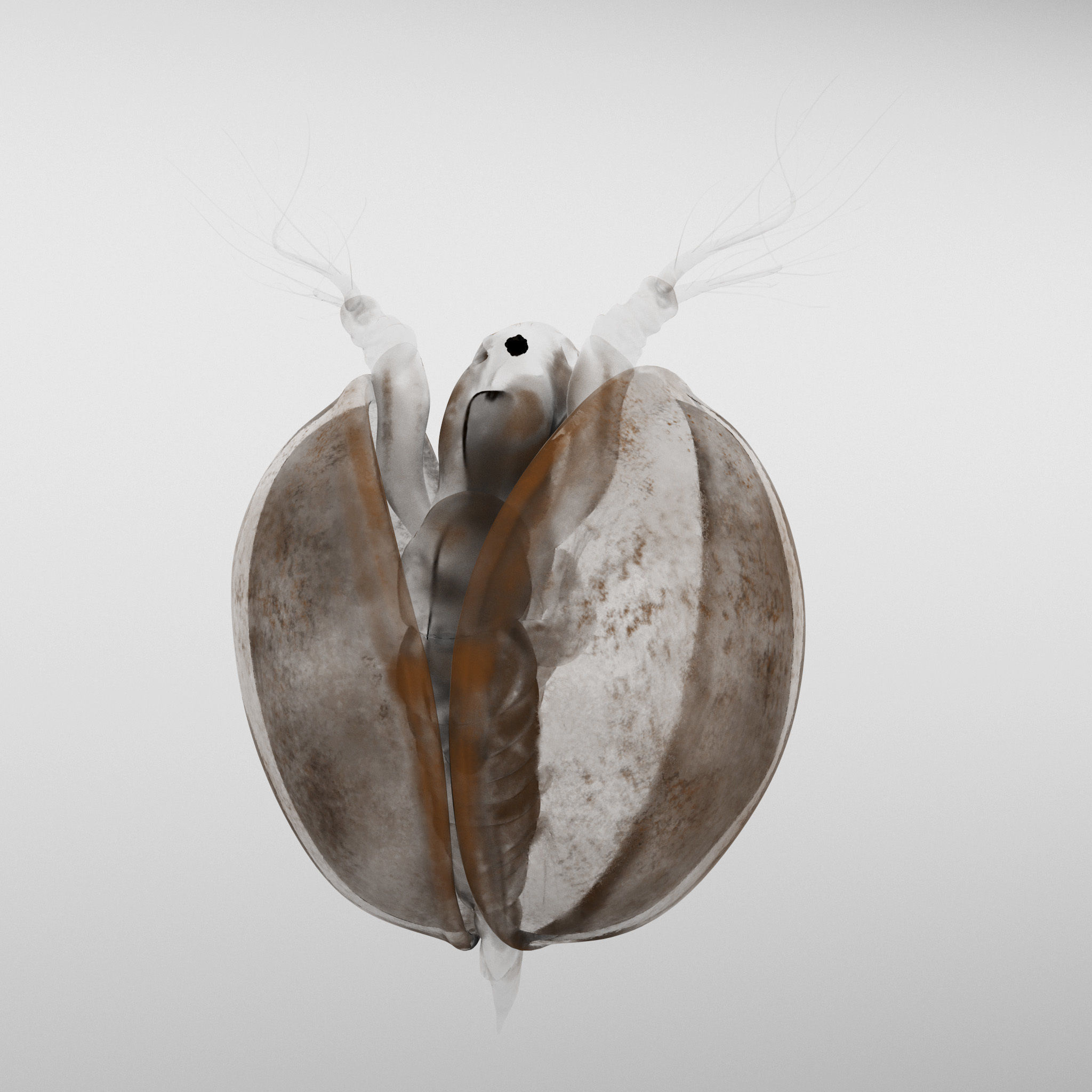 Lynceus Rigged 3D model_3