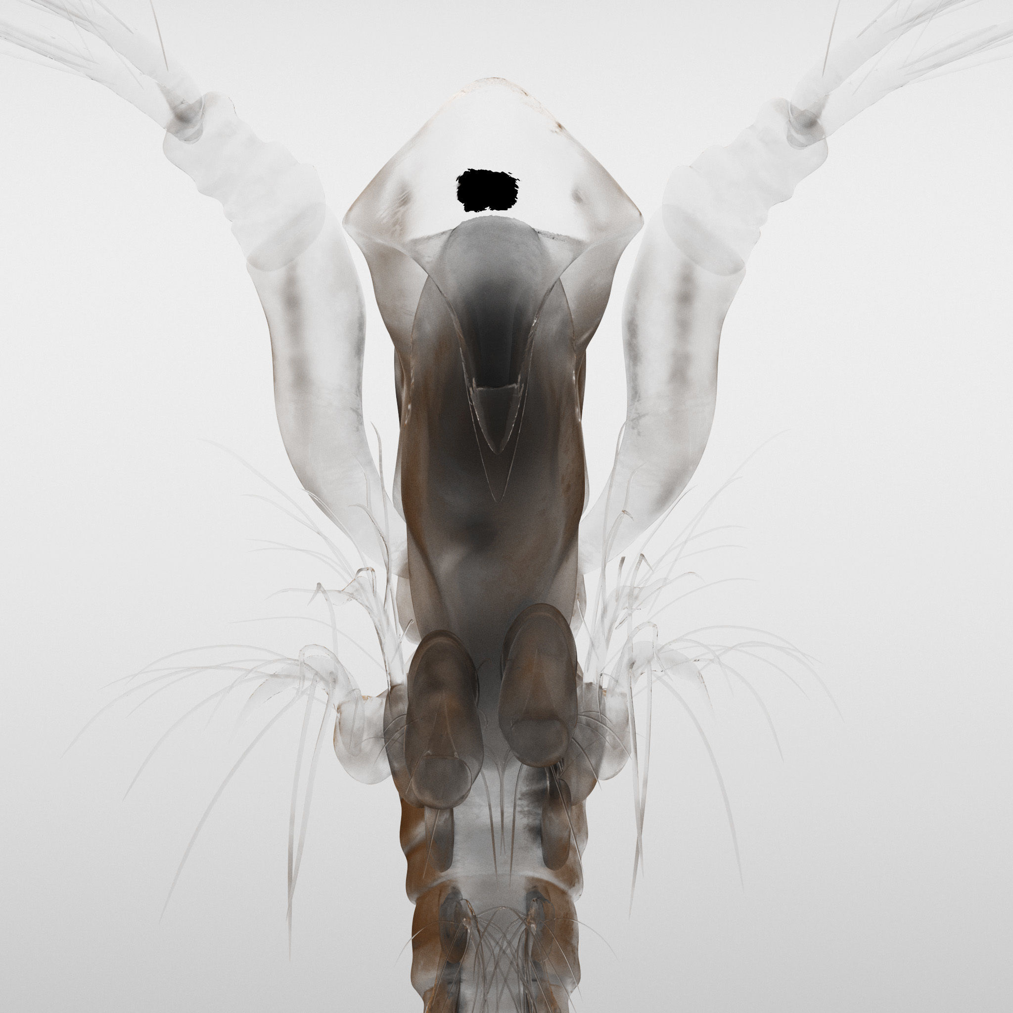 Lynceus Rigged 3D model_4