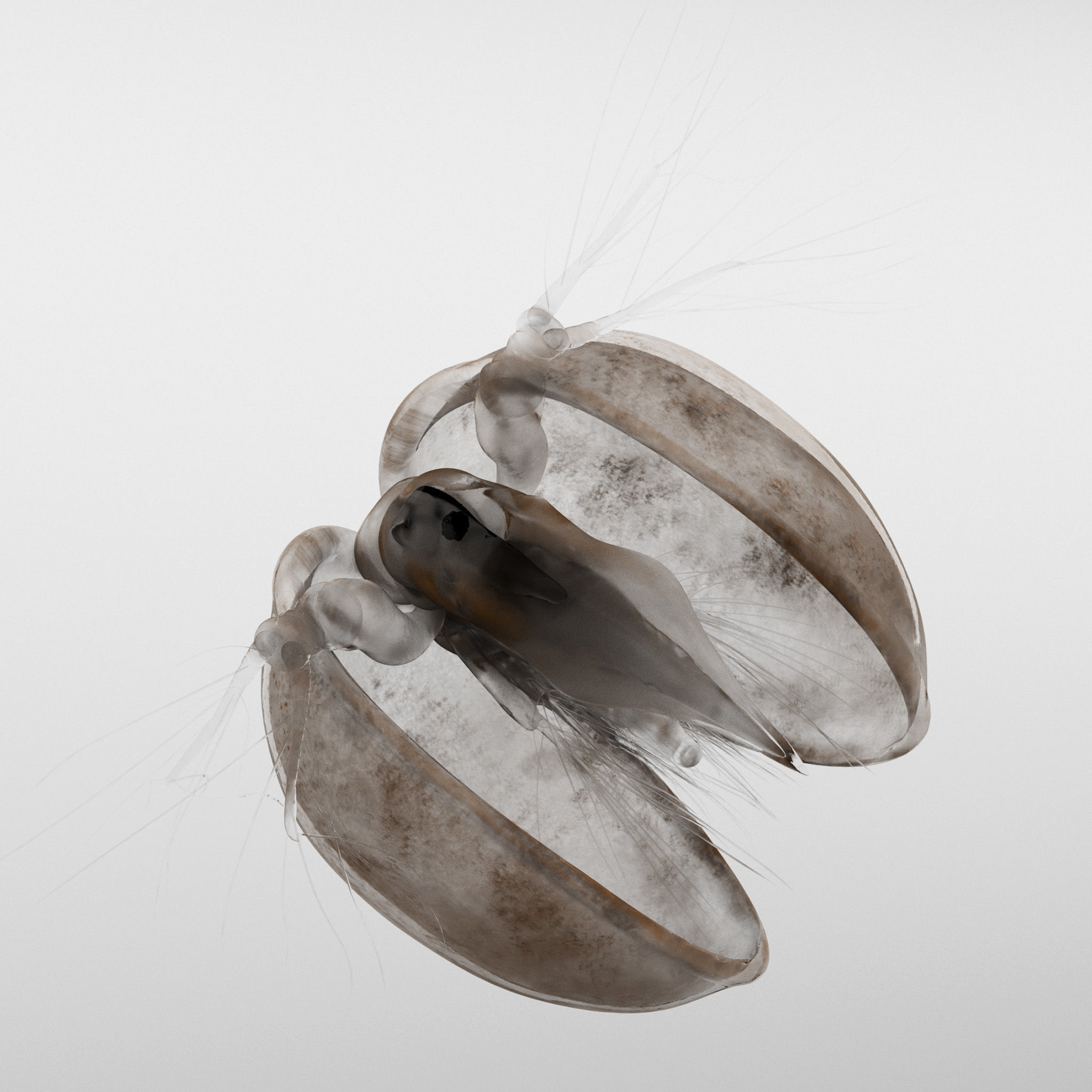 Lynceus Rigged 3D model_2