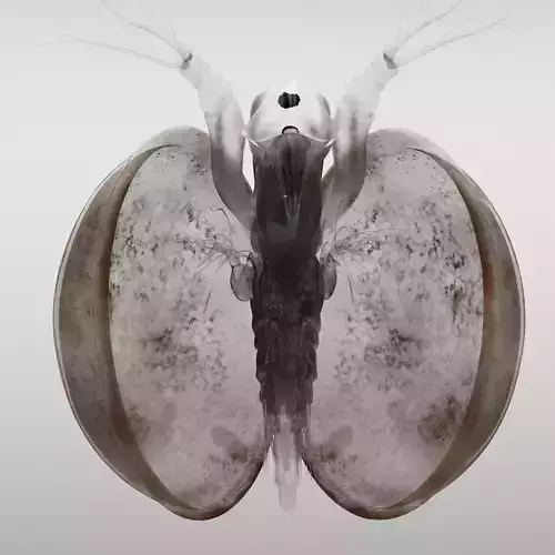 Lynceus Rigged 3D model