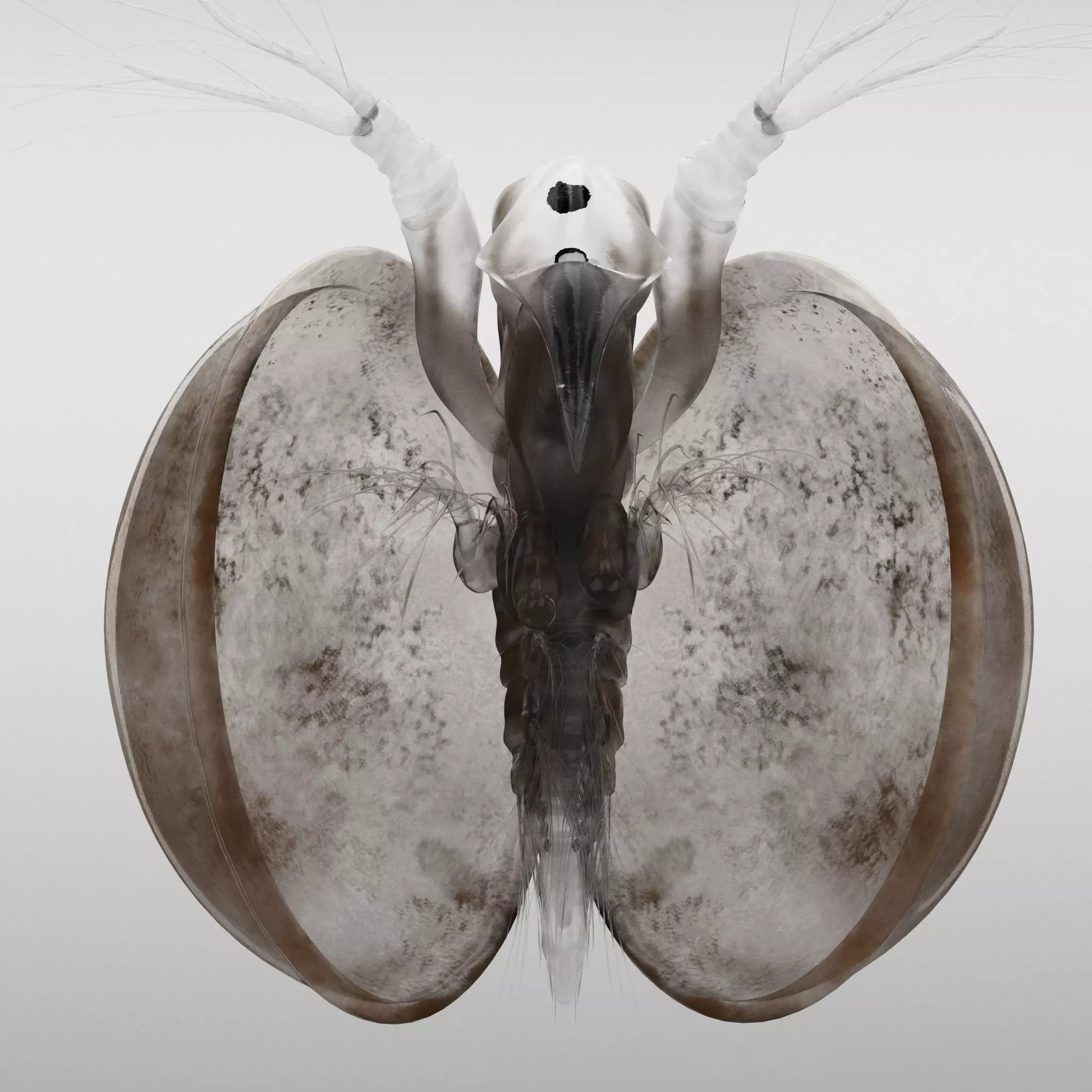 Lynceus Rigged 3D model_0