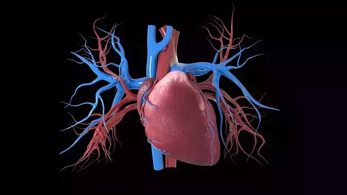 Human Heart Organ 3D model