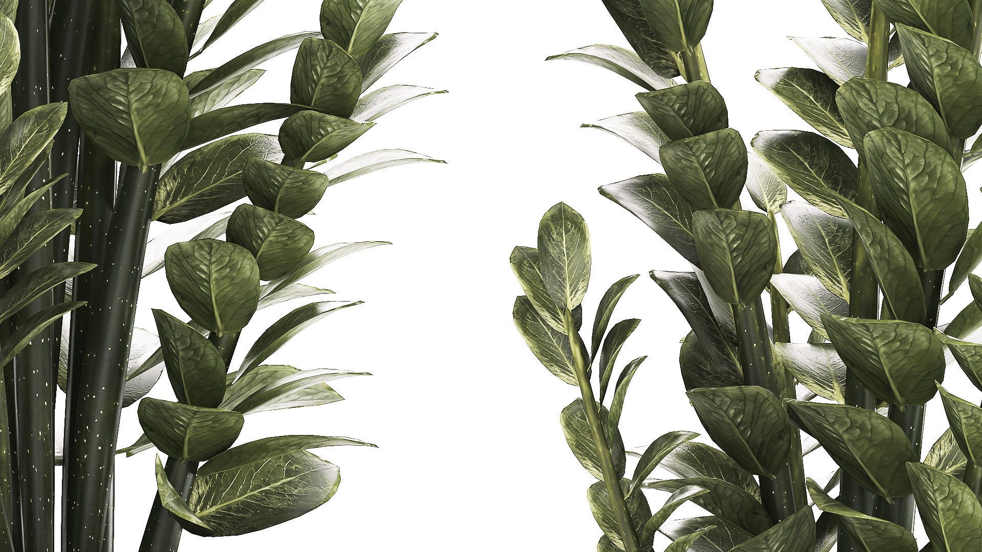 Beautiful Zamioculcas Plants In Flowerpots 1239 3D model_6