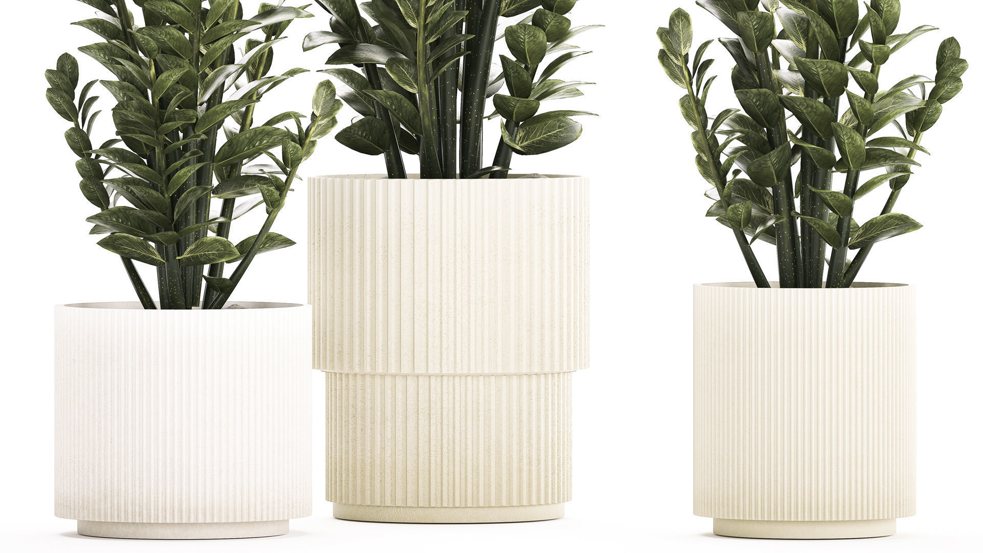 Beautiful Zamioculcas Plants In Flowerpots 1239 3D model_4