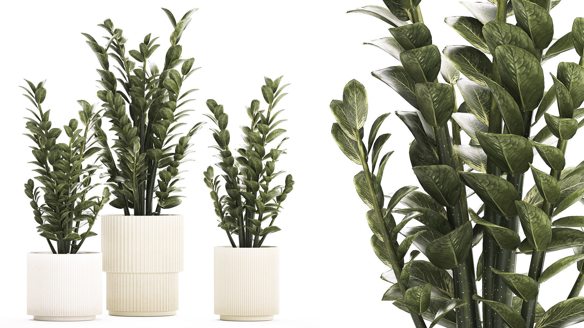 Beautiful Zamioculcas Plants In Flowerpots 1239 3D model_1