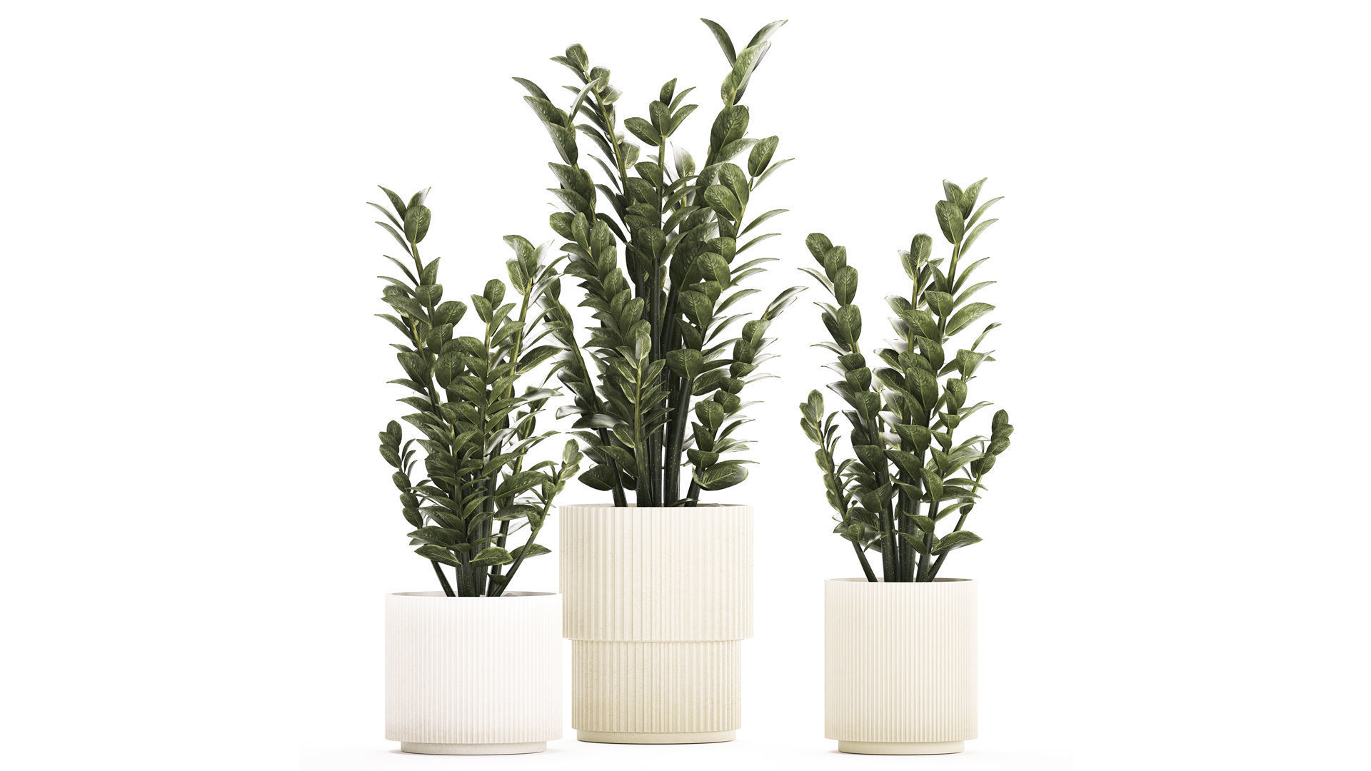 Beautiful Zamioculcas Plants In Flowerpots 1239 3D model_2