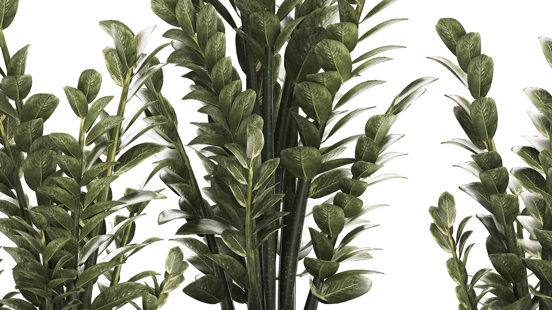 Beautiful Zamioculcas Plants In Flowerpots 1239 3D model_5