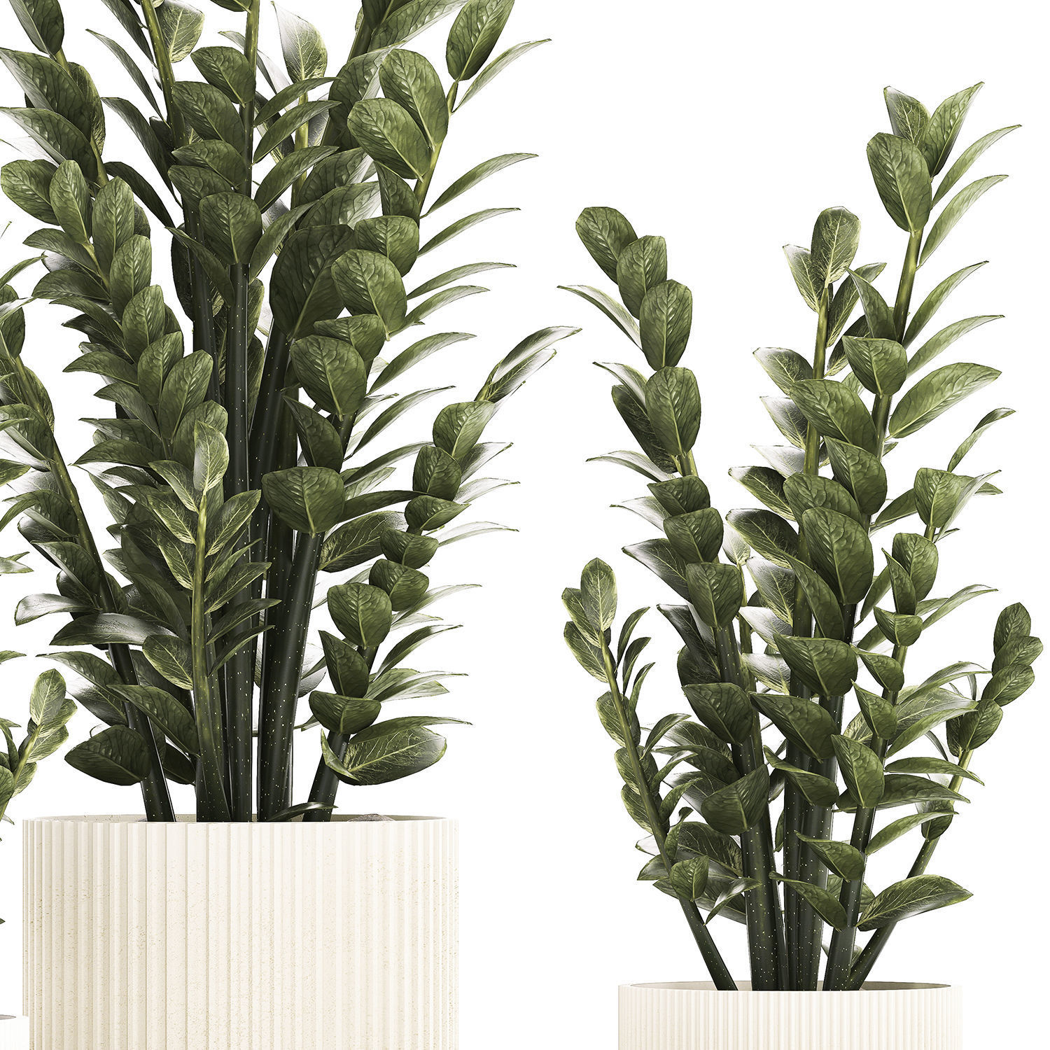 Beautiful Zamioculcas Plants In Flowerpots 1239 3D model_8
