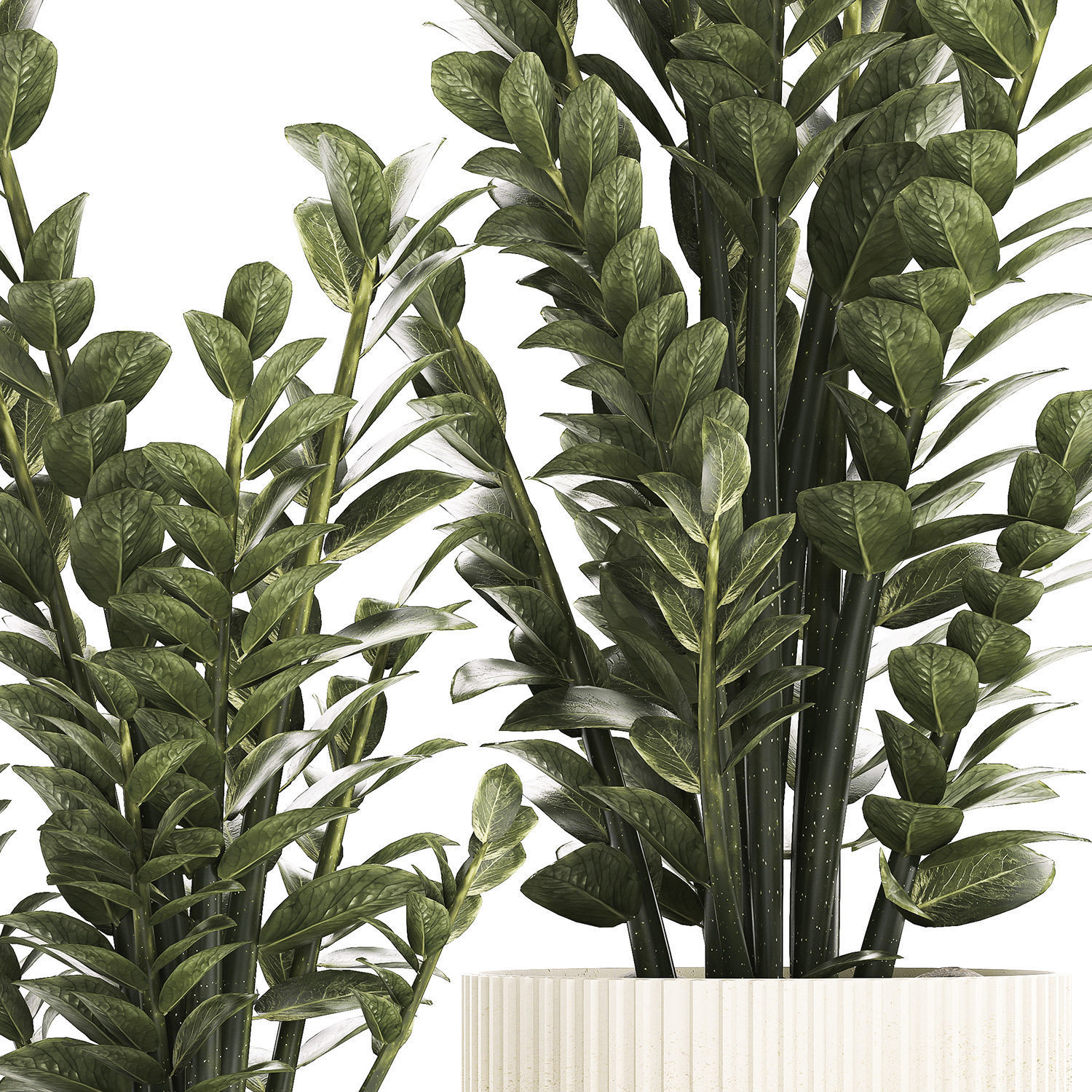 Beautiful Zamioculcas Plants In Flowerpots 1239 3D model_10