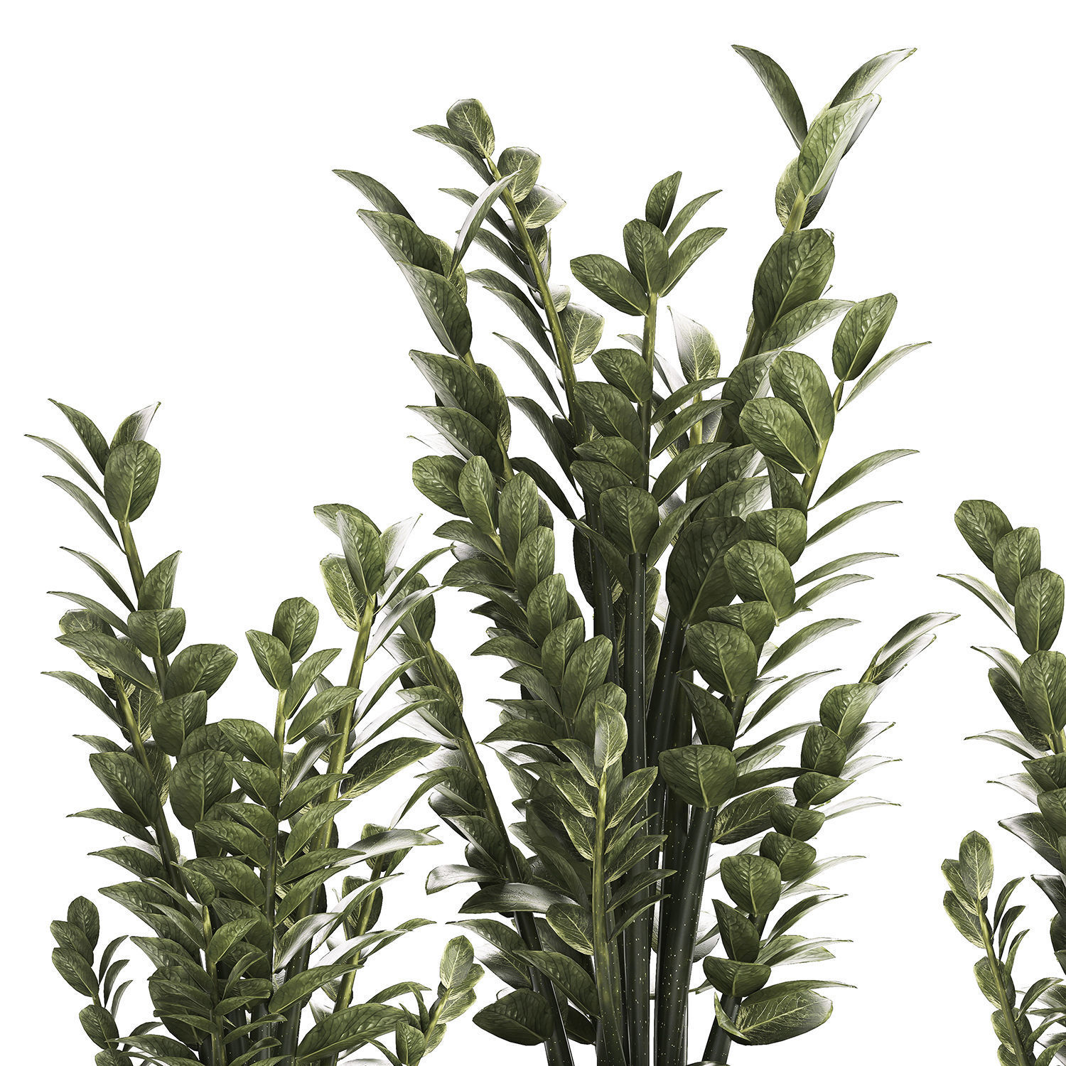 Beautiful Zamioculcas Plants In Flowerpots 1239 3D model_9