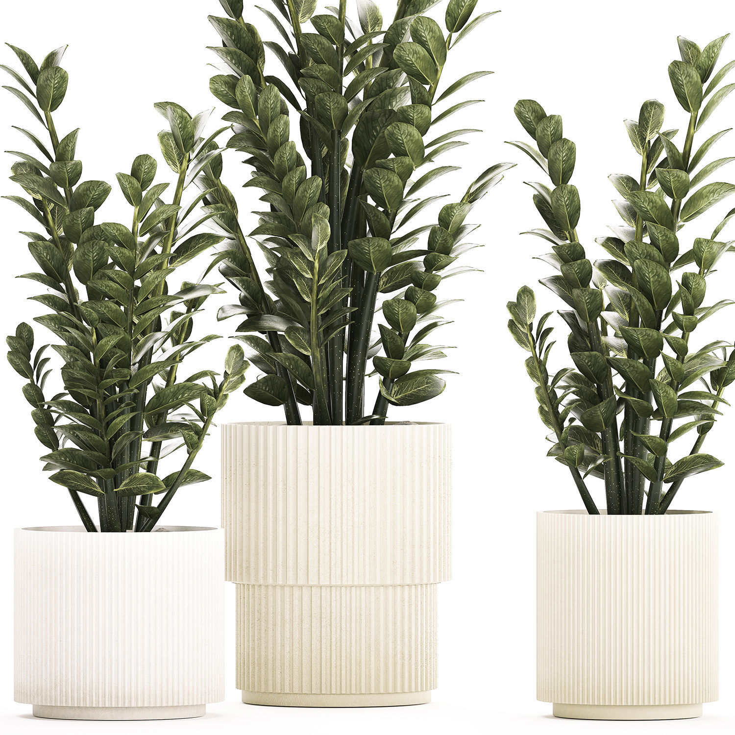 Beautiful Zamioculcas Plants In Flowerpots 1239 3D model_7