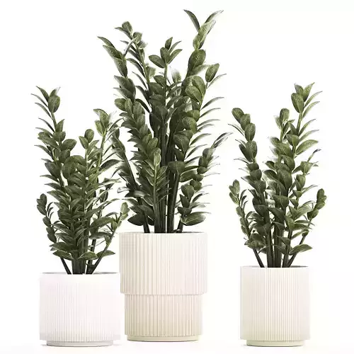 Beautiful Zamioculcas Plants In Flowerpots 1239 3D model