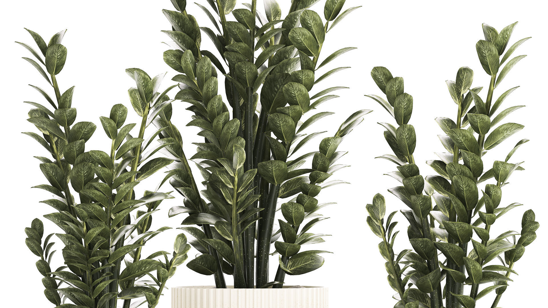 Beautiful Zamioculcas Plants In Flowerpots 1239 3D model_3