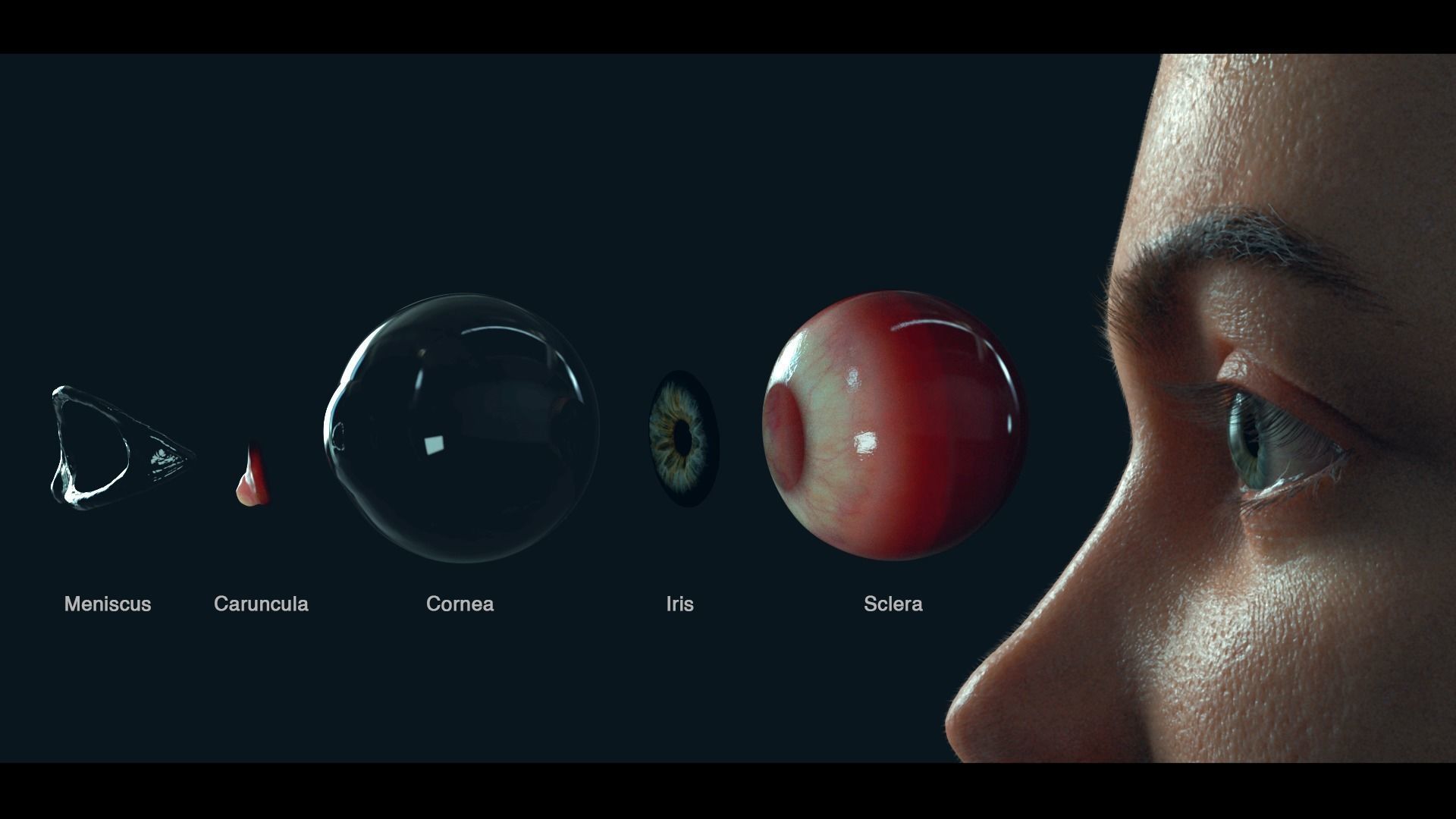 PHOTOREALISTIC EYE PACK WITH RIG AND ANIMATION 3D model_4