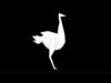 Ostrich in Origami style  Free low-poly 3D model_1
