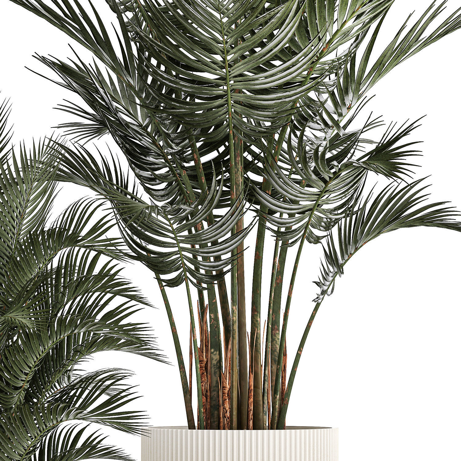 Beautiful Howea Forsteriana Palms In Flowerpots 1240 3D model_15