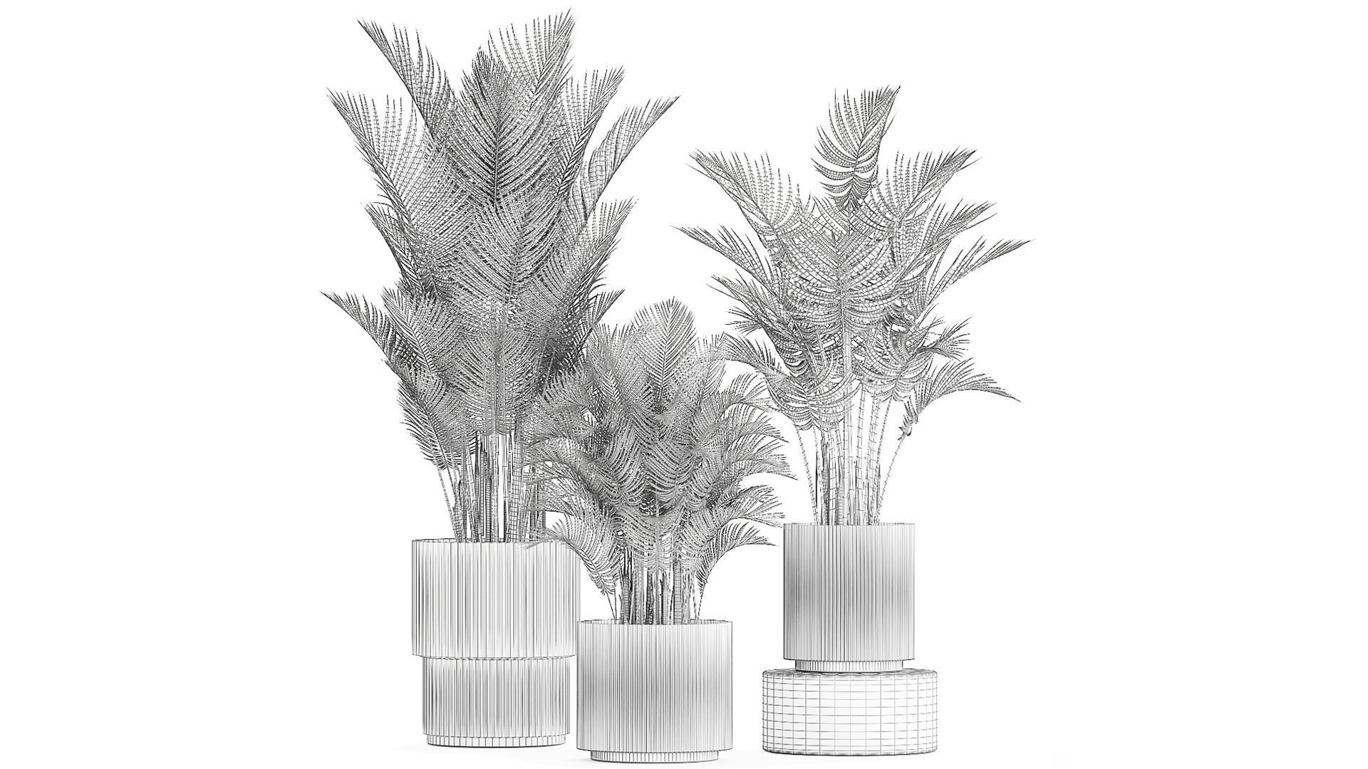 Beautiful Howea Forsteriana Palms In Flowerpots 1240 3D model_12