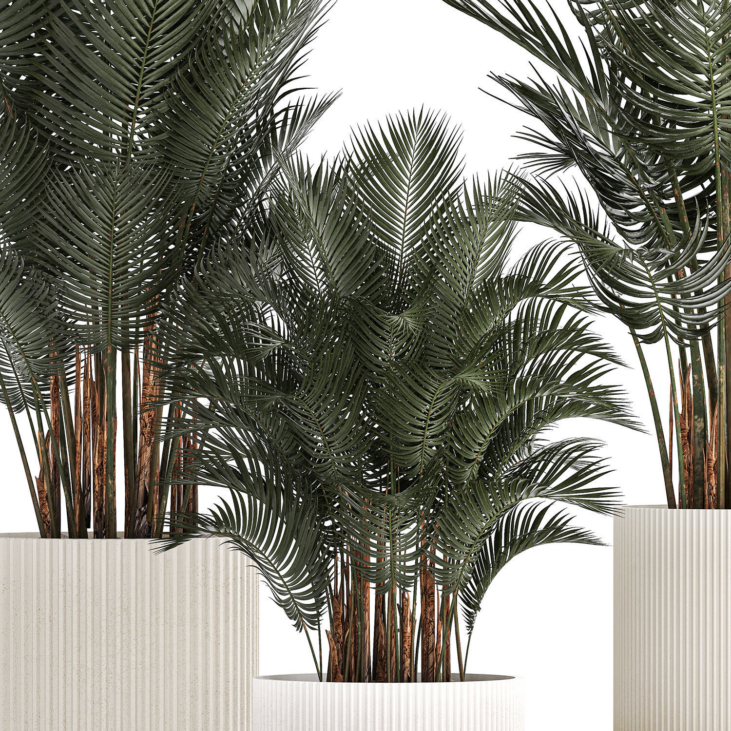 Beautiful Howea Forsteriana Palms In Flowerpots 1240 3D model_6