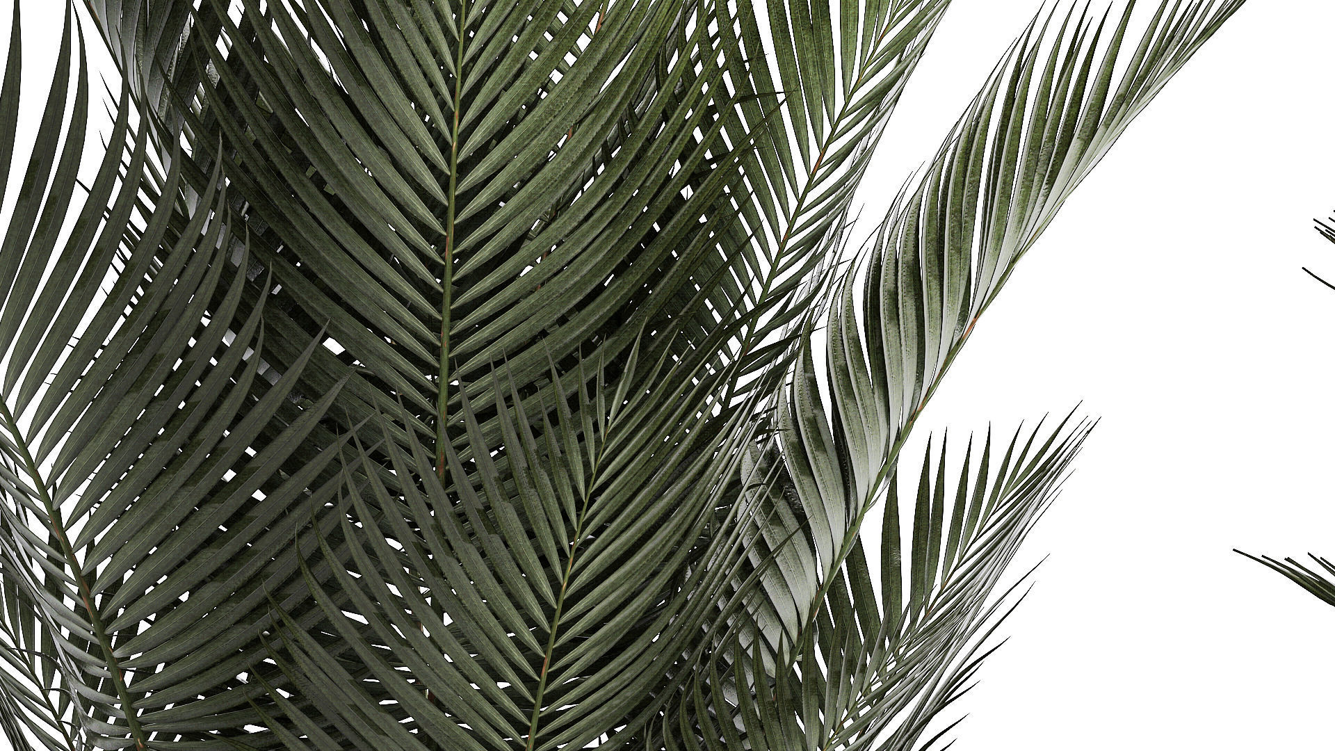 Beautiful Howea Forsteriana Palms In Flowerpots 1240 3D model_11