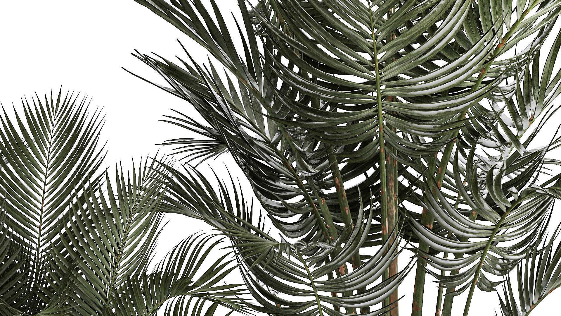 Beautiful Howea Forsteriana Palms In Flowerpots 1240 3D model_10